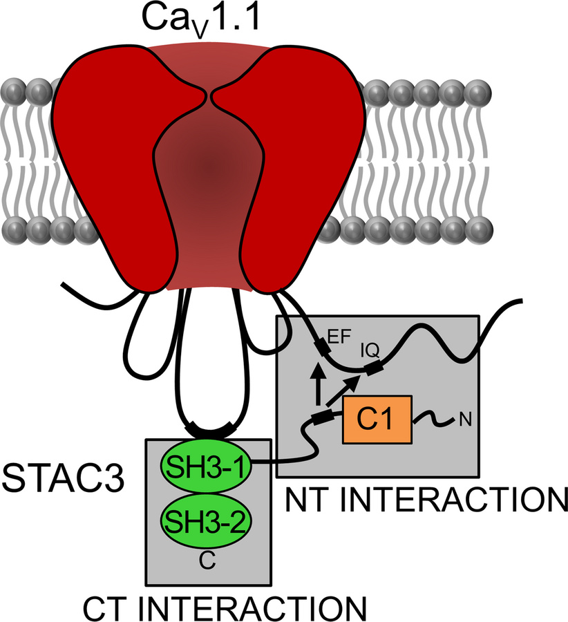 Model showing 2 distinct interaction sites between STAC3 and CaV1.1.
The...