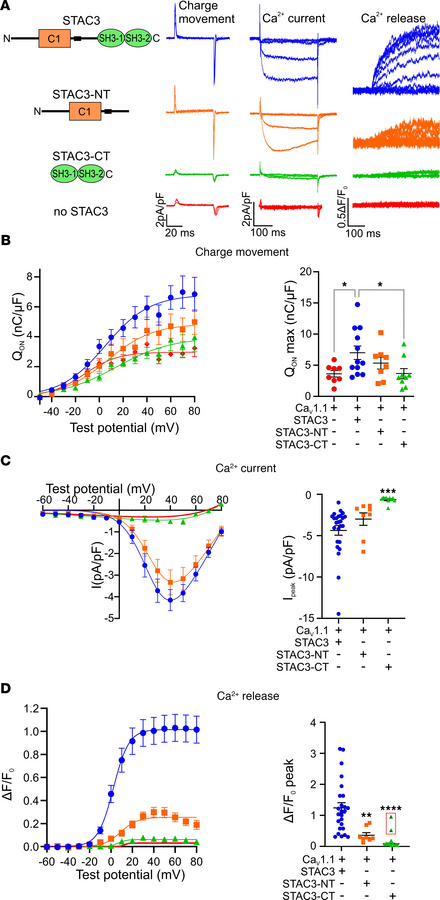 JCI Insight - STAC3 binding to CaV1.1 II-III loop is nonessential but ...