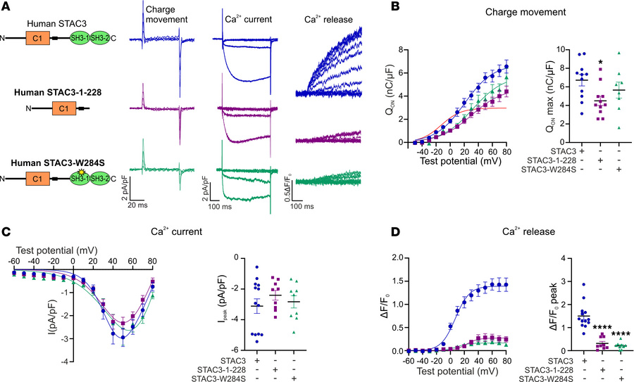 The STAC3 disorder–causing deletion results in severely reduced EC coupl...