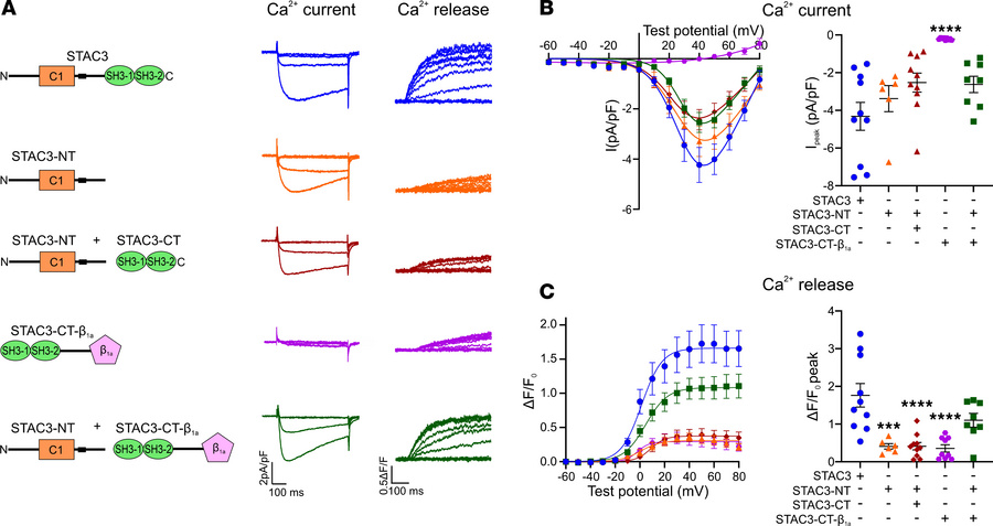 Reconstitution of CaV1.1/Stac3-KO myotubes with both STAC3 fragments res...