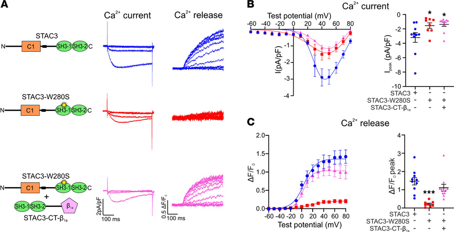 JCI Insight - STAC3 binding to CaV1.1 II-III loop is nonessential but ...