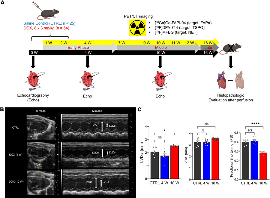 Systemic DOX administration induces cardiac functional decline.
(A) Expe...