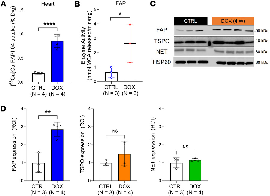 Cardiac [68Ga]Ga-FAPI-04 PET corresponds with tissue levels of FAP expre...