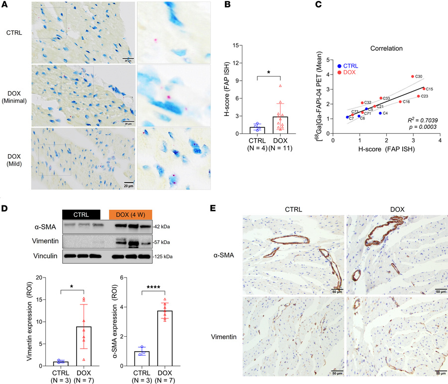 Cardiac [68Ga]Ga-FAPI-04 uptake correlates with FAP expression in cardio...