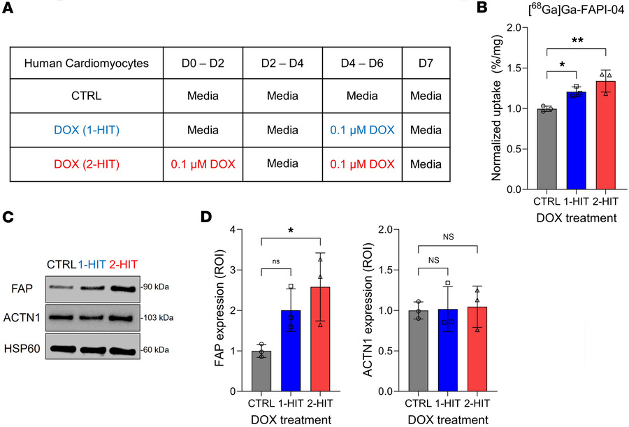 Human cardiomyocytes exposed to DOX increase [68Ga]Ga-FAPI-04 uptake.
(A...