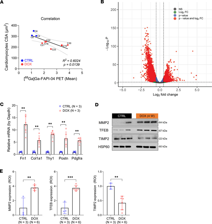 DOX triggers early activation of Fap and other genes linked to cardiac r...