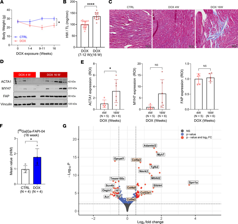 Exposure to DOX induces sustained cardiac tissue remodeling that can res...