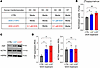 Human cardiomyocytes exposed to DOX increase [68Ga]Ga-FAPI-04 uptake.