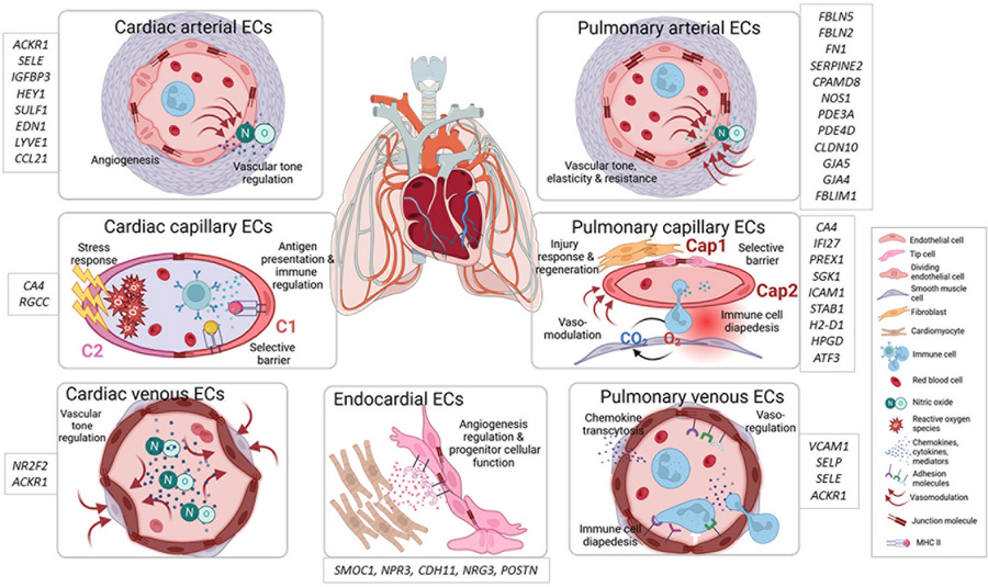 Cardiopulmonary EC heterogeneity in the steady state.
Conceptual overvie...