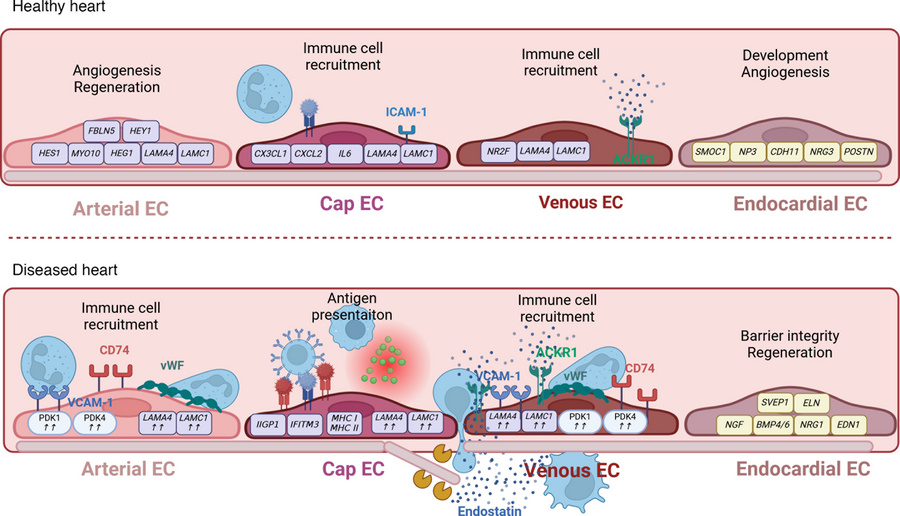 ECs as immune regulators in cardiac health and disease.
Conceptual overv...