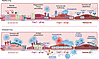 ECs as immune regulators in pulmonary health and disease.