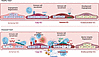 ECs as immune regulators in cardiac health and disease.
