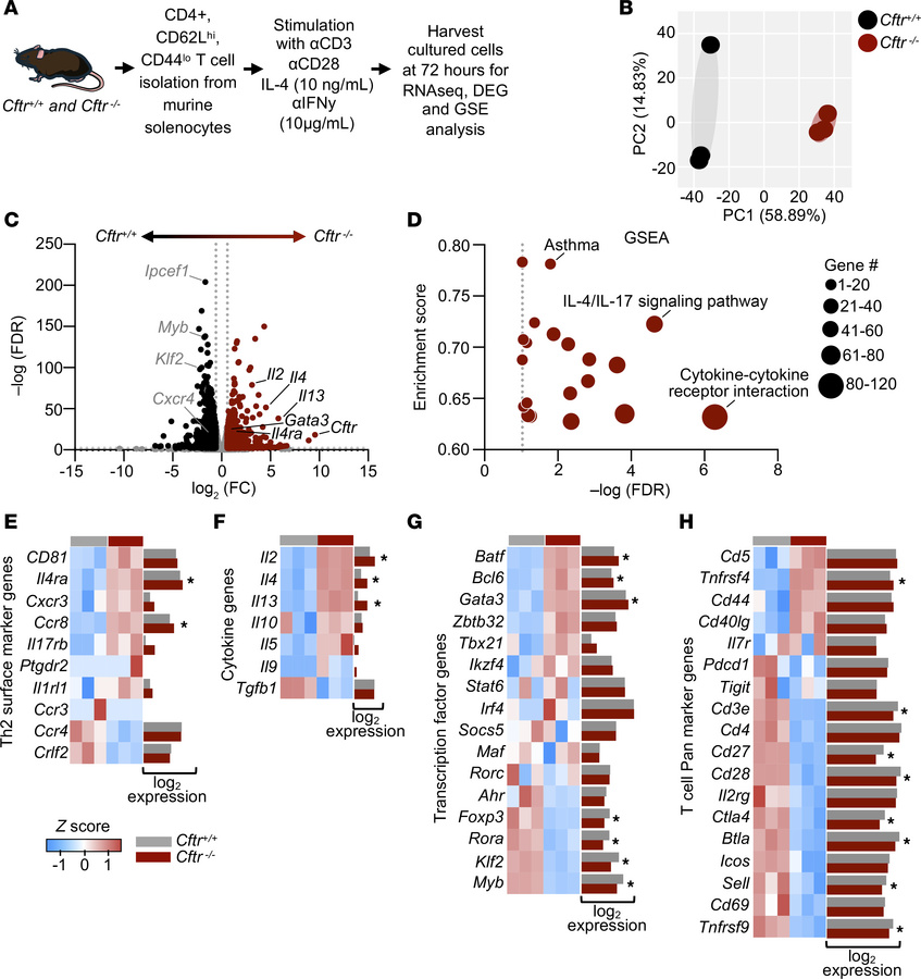 Loss of CFTR in Th2 cells increases whole transcriptome type 2 immune–sp...