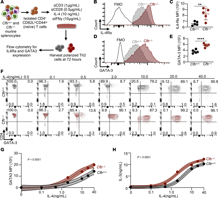 CFTR deficiency enhances IL-4 sensitivity and GATA3 expression in Th2 ce...
