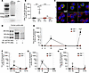 CFTR is expressed in CD4+ T cells, induced with CD4+ T cell polarization, a