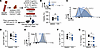 CFTR potentiation decreases Th2 GATA3 expression and IL-13 production.