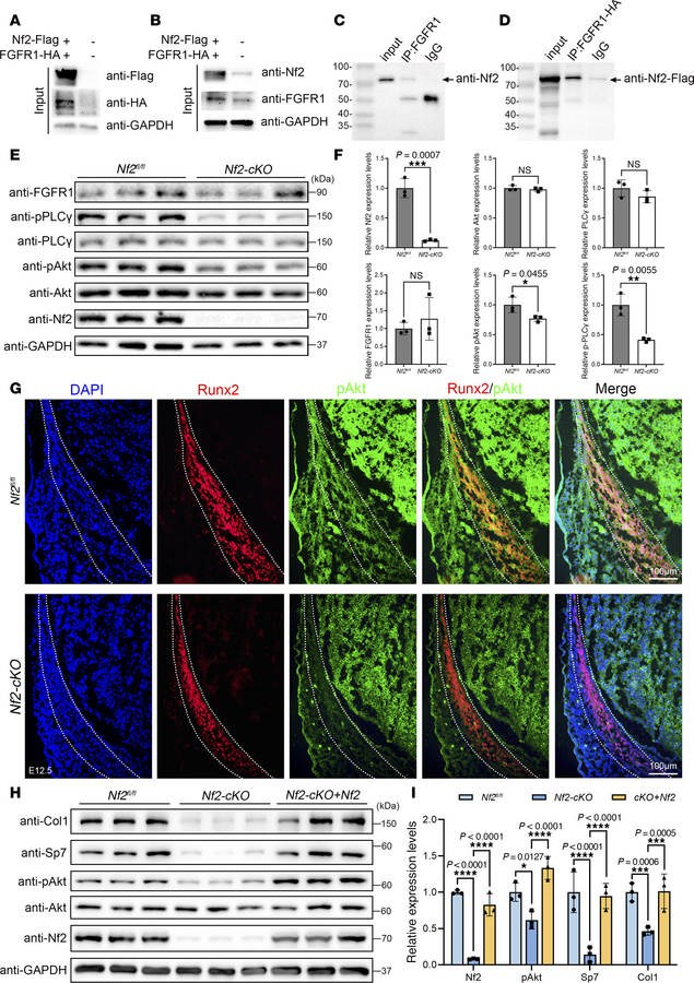 Nf2 scaffolds FGFR1/Akt signaling to regulate CNC-derived osteoblast fun...