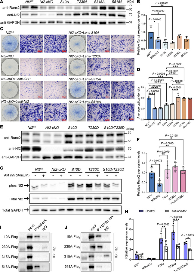 Phospho-regulation of Nf2 at Ser10/Thr230 controls osteogenic capacity t...