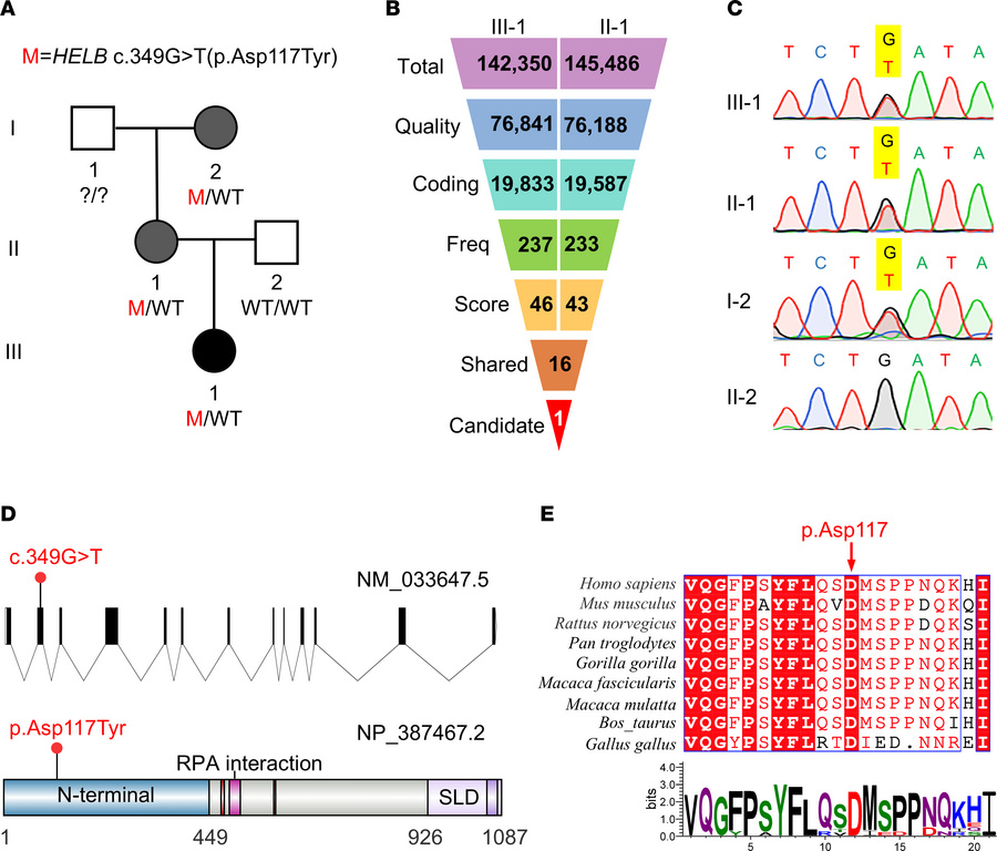 Identification of a deleterious variant of HELB in a Chinese family with...