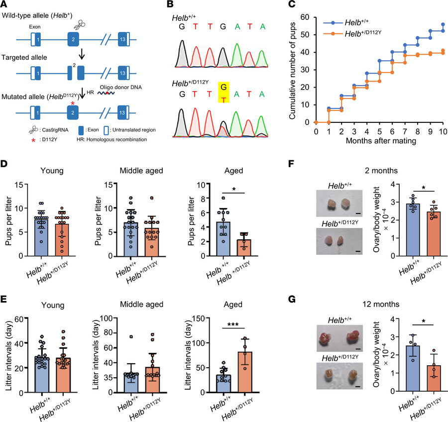 
Helb+/D112Y knockin mice exhibit reduced female fertility.
(A) Strategy...