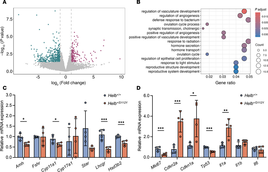Transcriptomic alterations in Helb+/D112Y ovaries.
(A) Volcano plot show...