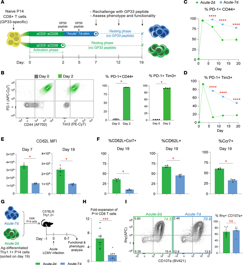 Acute antigenic stimulation for 1 week fails to induce a dysfunctional p...