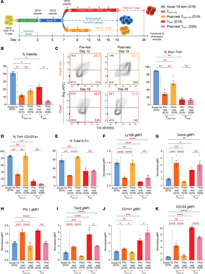 Stable CD8+ T cell dysfunction requires prolonged stimulation exceeding ...