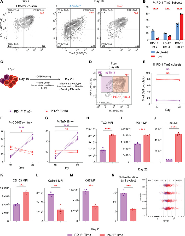 Dysfunctional CD8+ T cells recapitulate the heterogeneity of exhausted C...
