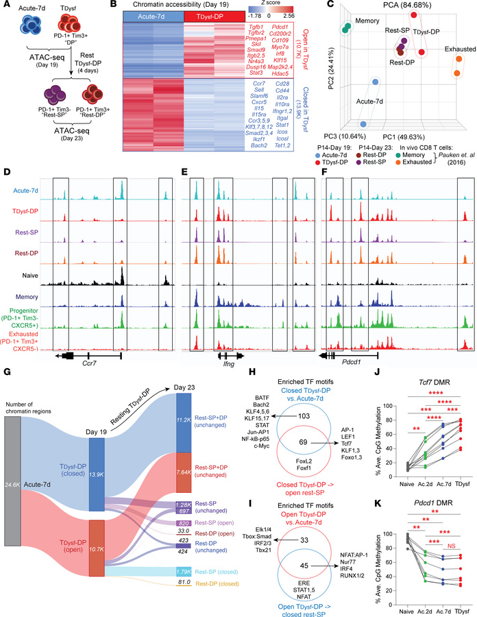 Terminal dysfunction of in vitro–generated CD8+ T cells is stabilized by...