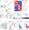 Chronic TCR plus TGF-β1 signals establish the terminal exhaustion transcrip