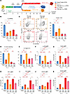 Stable CD8+ T cell dysfunction requires prolonged stimulation exceeding 2 w