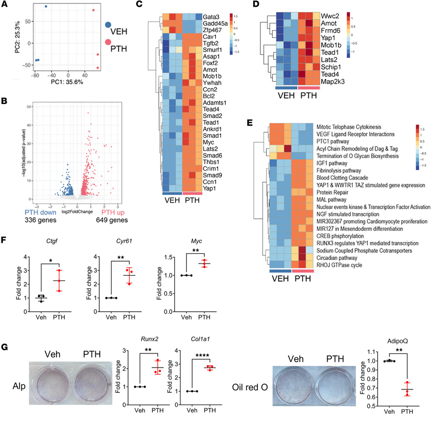 PTH regulates the Hippo pathway in W-20 cells.
(A) Visualization of bulk...