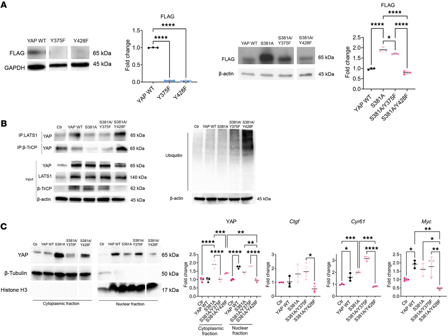 YAPY428 mimics the effect of PTH-induced Src-dependent stabilization of ...