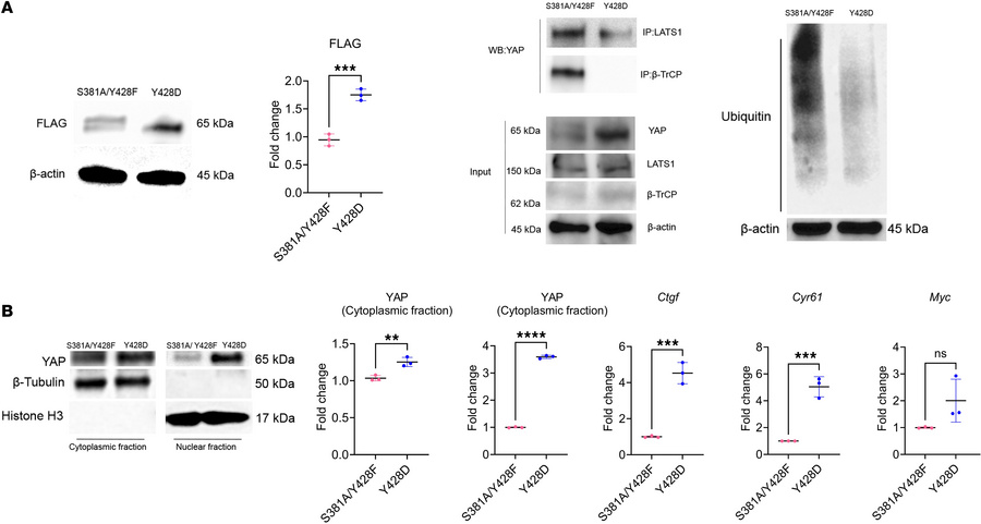 The phosphomimetic YAPY428D mirrors the effect of PTH on YAP phosphoryla...