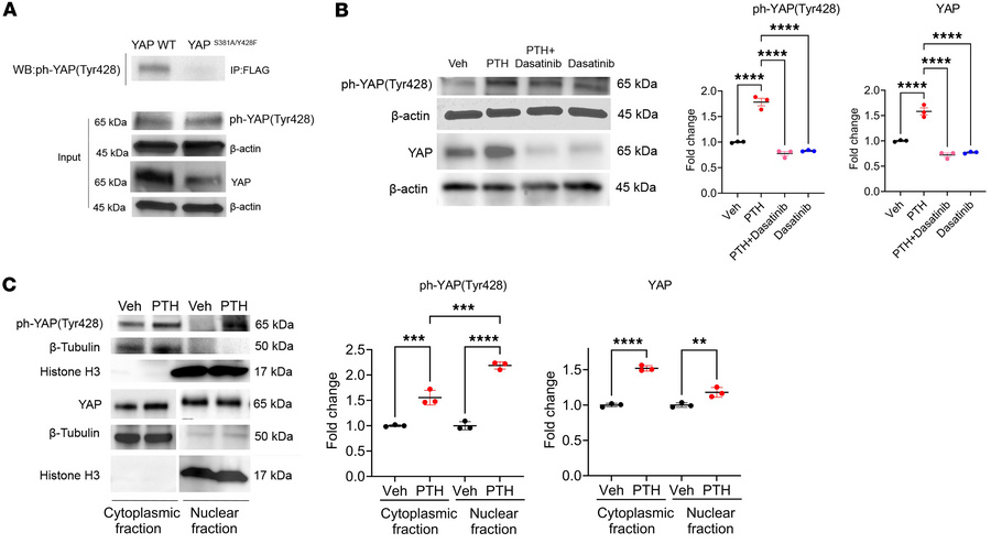 PTH phosphorylates YAPY428 via Src.
(A) Representative blots of co-IP of...