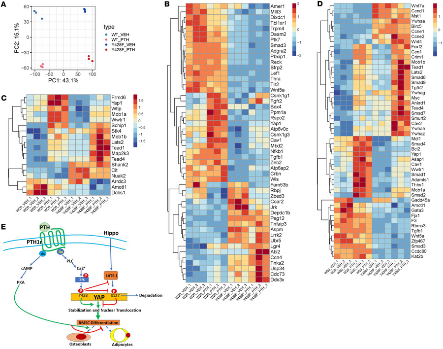 Y428F mutation alters the effects of PTH on W-20 cell transcriptomic pro...