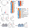 PTH regulates the Hippo pathway in W-20 cells.