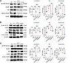 PTH stabilizes YAP via the PLC/Ca2+/Src axis.