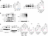 YAPY428 mimics the effect of PTH-induced Src-dependent stabilization of YAP
