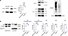 The phosphomimetic YAPY428D mirrors the effect of PTH on YAP phosphorylatio