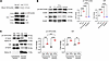 PTH phosphorylates YAPY428 via Src.