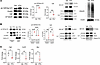 YAPY428 phosphorylation is required for PTH-induced YAP stabilization.