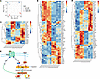 Y428F mutation alters the effects of PTH on W-20 cell transcriptomic profil
