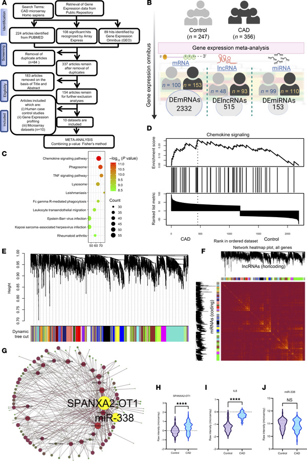 Gene expression meta-analysis and WGCNA for target prediction in CAD.
(A...