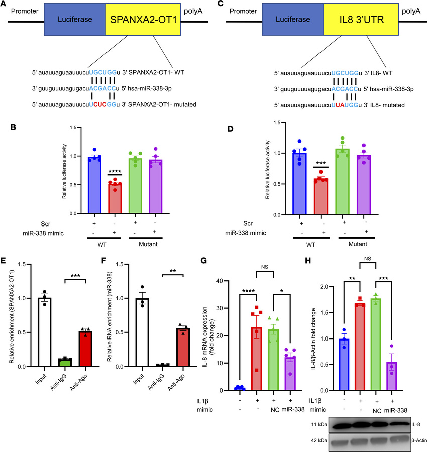 
IL-8 is a target of miR-338 and SPANXA2-OT1 indirectly regulates IL-8 e...