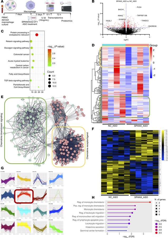 Global transcriptomics and proteomics of SPANXA2-OT1–silenced human prim...