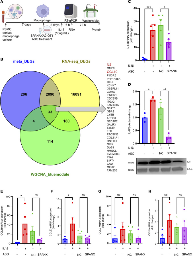 
SPANXA2-OT1 silencing resulted in decreased expression of IL-8.
(A) Sch...