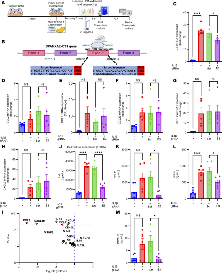 CRISPR/Cas9 deletion of SPANXA2-OT1 functional domain changes macrophage...