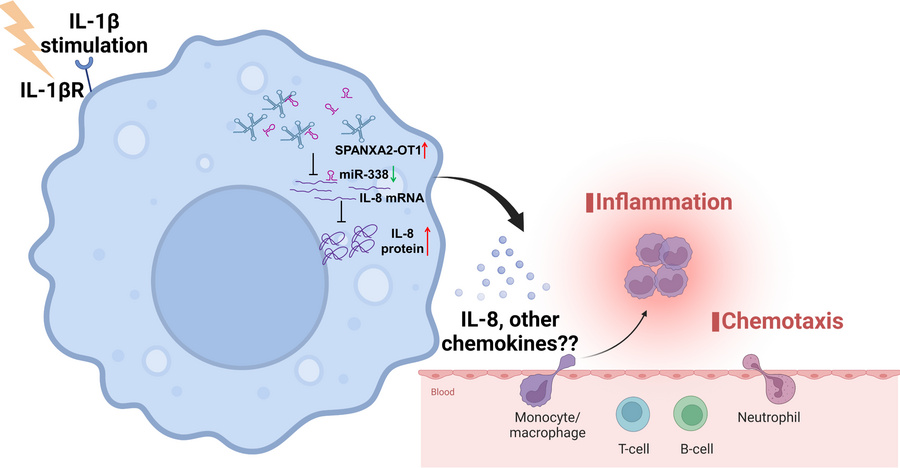 
SPANXA2-OT1 regulates macrophage chemotaxis.
Graphical representation o...