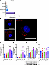 Characterization of lncRNA SPANXA2-OT1 and its target gene in human primary